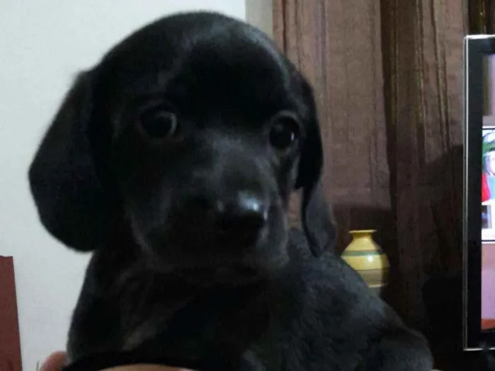 Cachorro ra a SRD idade Abaixo de 2 meses nome Vc escolhe o nome