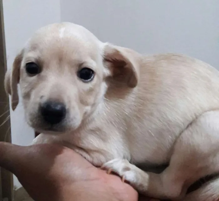 Cachorro ra a SRD idade Abaixo de 2 meses nome Vc escolhe o nome