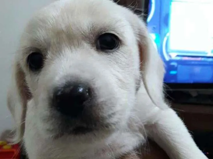 Cachorro ra a SRD idade Abaixo de 2 meses nome Vc escolhe o nome