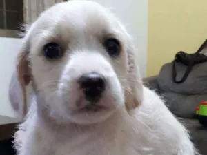 Cachorro raça SRD idade Abaixo de 2 meses nome Vc escolhe o nome
