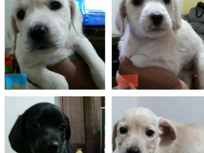 Cachorro ra a SRD idade Abaixo de 2 meses nome Vc escolhe o nome