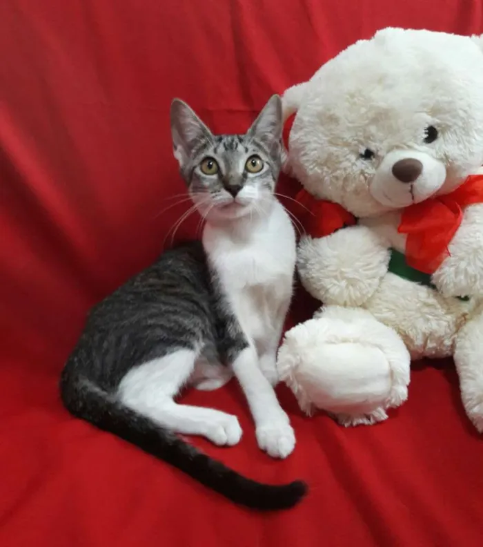 Gato ra a SEM RAÇA DEFINIDA.  idade 2 a 6 meses nome SEM NOME.