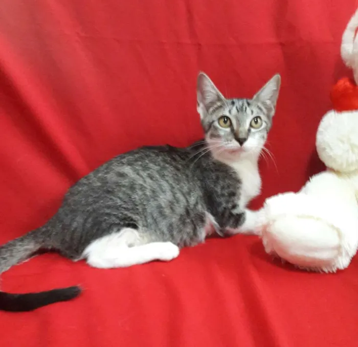 Gato ra a SEM RAÇA DEFINIDA.  idade 2 a 6 meses nome SEM NOME.