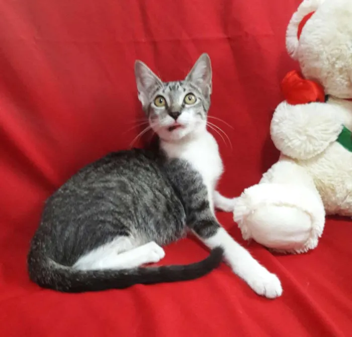 Gato ra a SEM RAÇA DEFINIDA.  idade 2 a 6 meses nome SEM NOME.