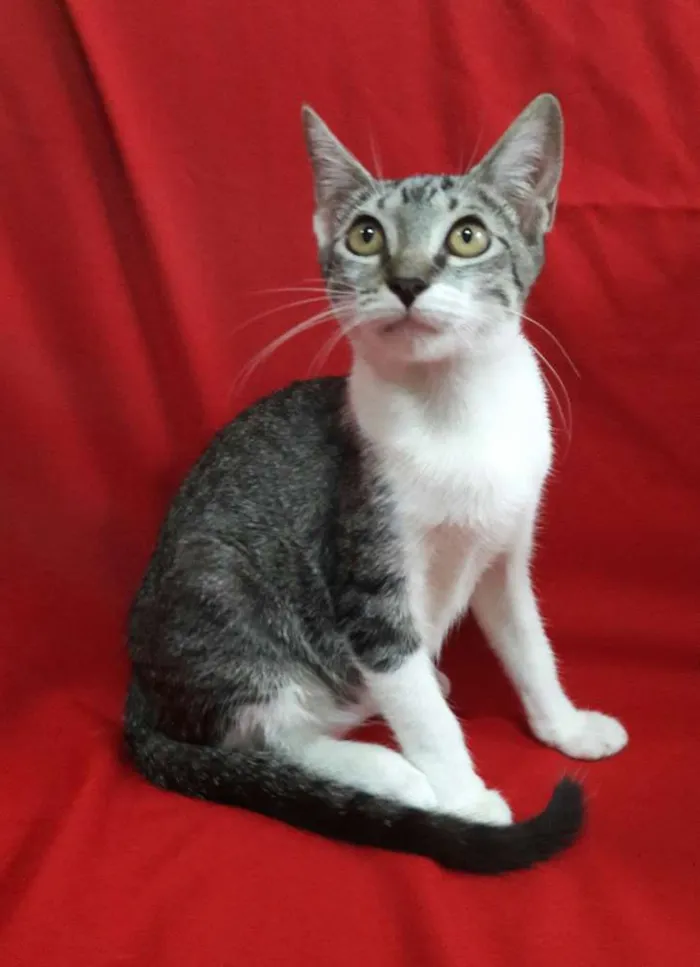 Gato ra a SEM RAÇA DEFINIDA.  idade 2 a 6 meses nome SEM NOME.