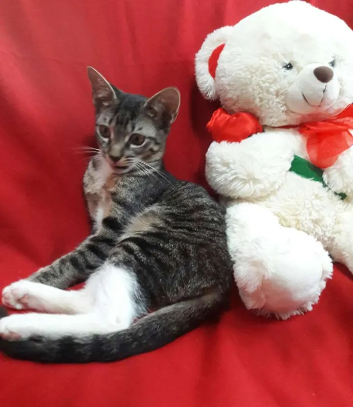 Gato ra a SEM RAÇA DEFINIDA.  idade 2 a 6 meses nome SEM NOME.