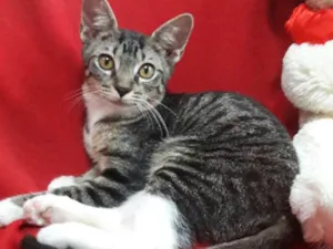 Gato raça SEM RAÇA DEFINIDA.  idade 2 a 6 meses nome SEM NOME.