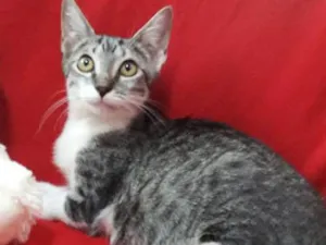 Gato raça SEM RAÇA DEFINIDA.  idade 2 a 6 meses nome SEM NOME.