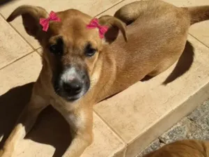 Cachorro raça Sem raça definida  idade 2 a 6 meses nome Lua