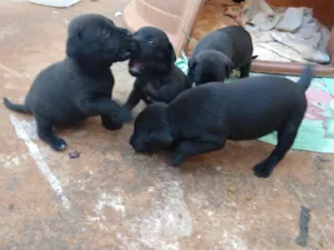 Cachorro raça SRD idade Abaixo de 2 meses nome Diversos filhotes