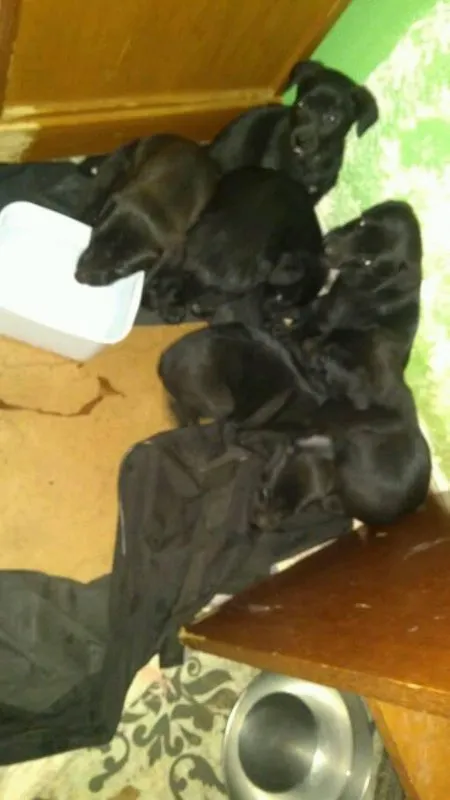 Cachorro ra a SRD idade Abaixo de 2 meses nome Diversos filhotes