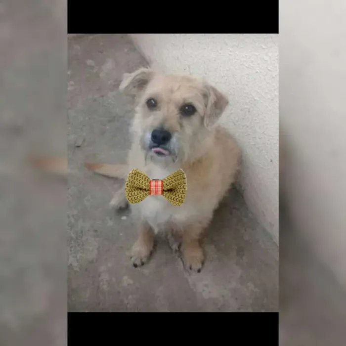 Cachorro ra a SRD idade 5 anos nome Théo Theteco