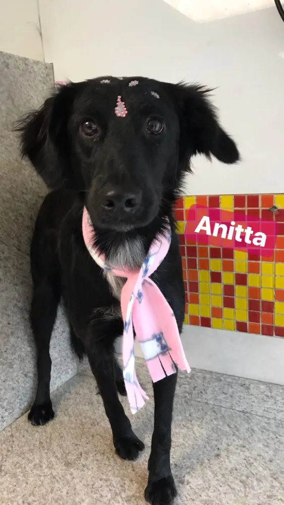 Cachorro ra a SRD idade 7 a 11 meses nome Anitta