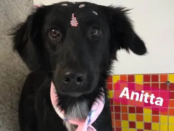 Cachorro ra a SRD idade 7 a 11 meses nome Anitta