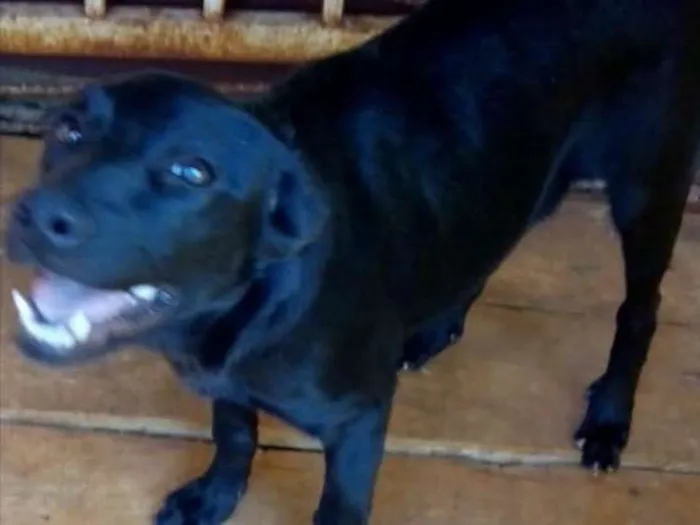 Cachorro ra a Sem raça definida idade 2 a 6 meses nome Pantera