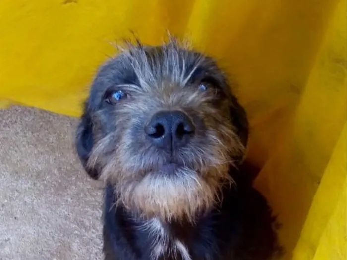 Cachorro ra a Sem raça definida idade 2 a 6 meses nome Sapeka