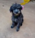 Peludo
