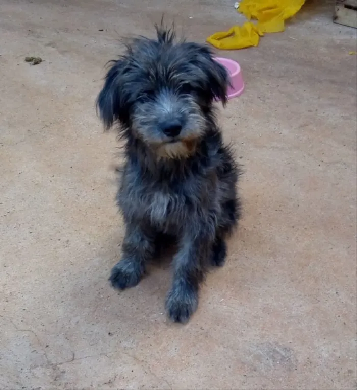 Cachorro ra a Sem Raça Definida idade 2 a 6 meses nome Peludo