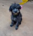 Peludo