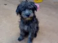 Peludo