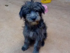 Cachorro raça Sem Raça Definida idade 2 a 6 meses nome Peludo