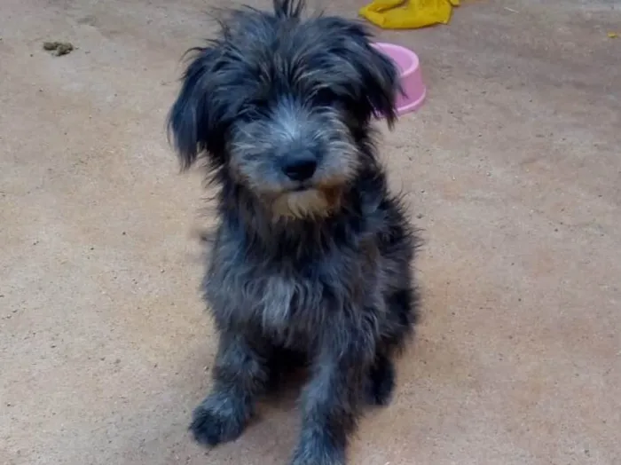 Cachorro ra a Sem Raça Definida idade 2 a 6 meses nome Peludo