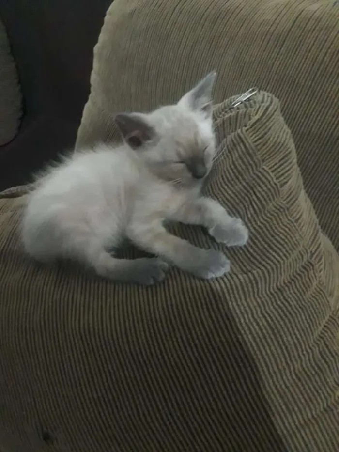 Gato ra a Siames idade 2 a 6 meses nome Dorothy