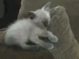 Dorothy