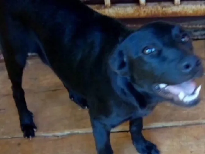 Cachorro ra a Sem raça definida idade 2 a 6 meses nome Pantera