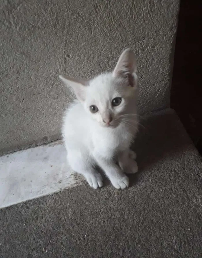 Gato ra a  idade 2 a 6 meses nome Amélia