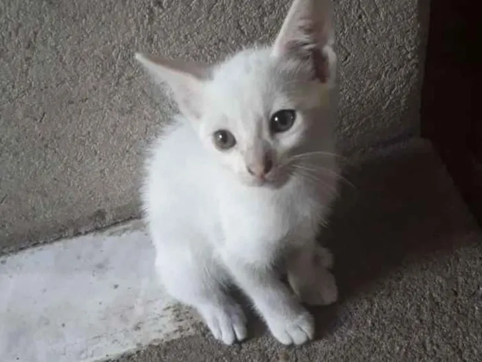 Gato ra a  idade 2 a 6 meses nome Amélia