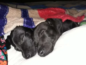 Cachorro raça vira-lata idade 2 a 6 meses nome Joaquim e Jose