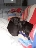 Joaquim e Jose