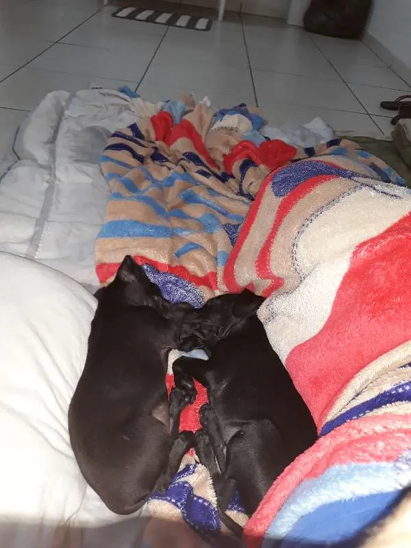 Cachorro ra a vira-lata idade 2 a 6 meses nome Joaquim e Jose
