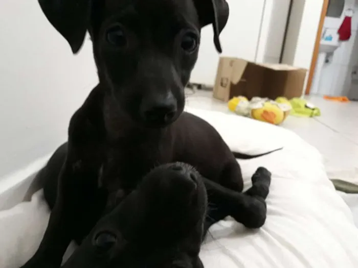 Cachorro ra a vira-lata idade 2 a 6 meses nome Joaquim e Jose