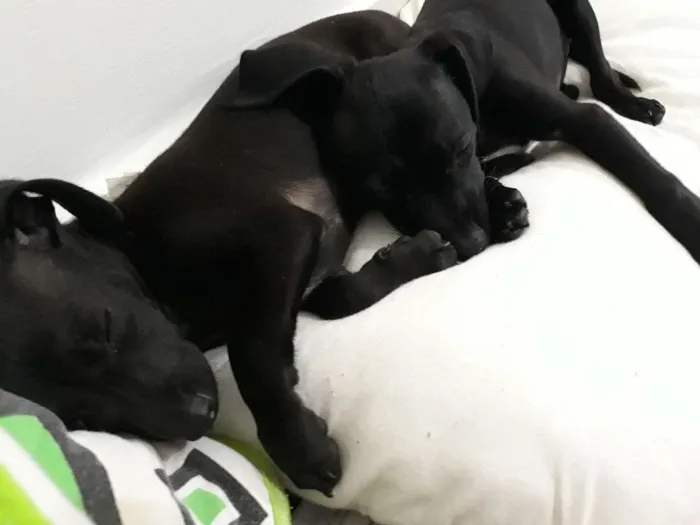 Cachorro ra a vira-lata idade 2 a 6 meses nome Joaquim e Jose
