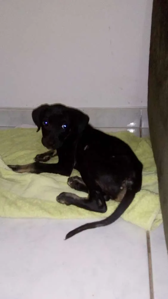Cachorro ra a Sem raça definida idade 2 a 6 meses nome Fred