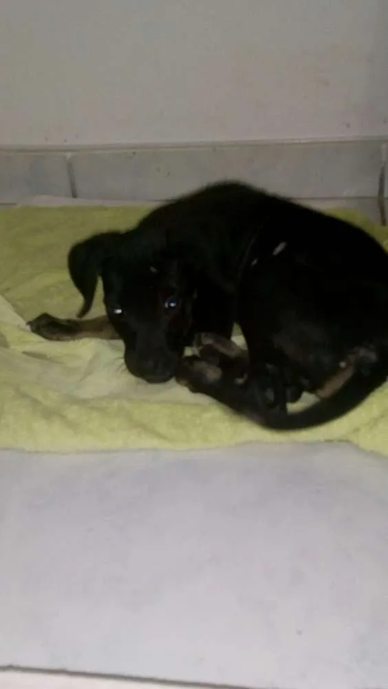 Cachorro ra a Sem raça definida idade 2 a 6 meses nome Fred