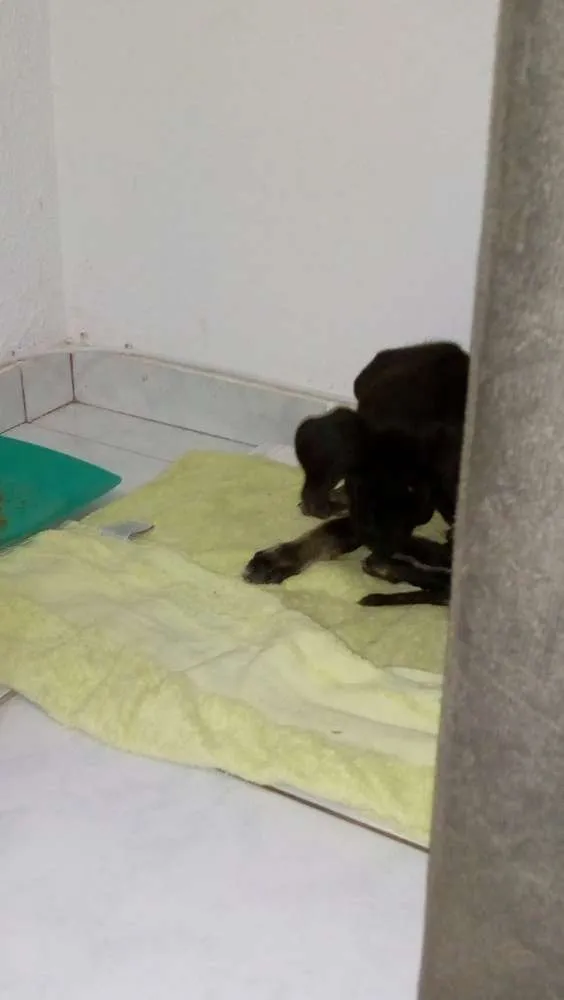 Cachorro ra a Sem raça definida idade 2 a 6 meses nome Fred