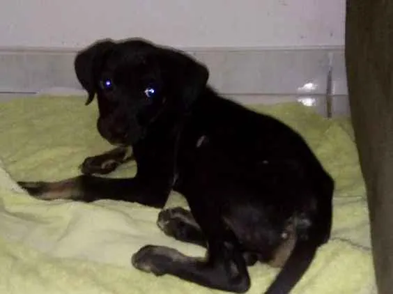 Cachorro ra a Sem raça definida idade 2 a 6 meses nome Fred