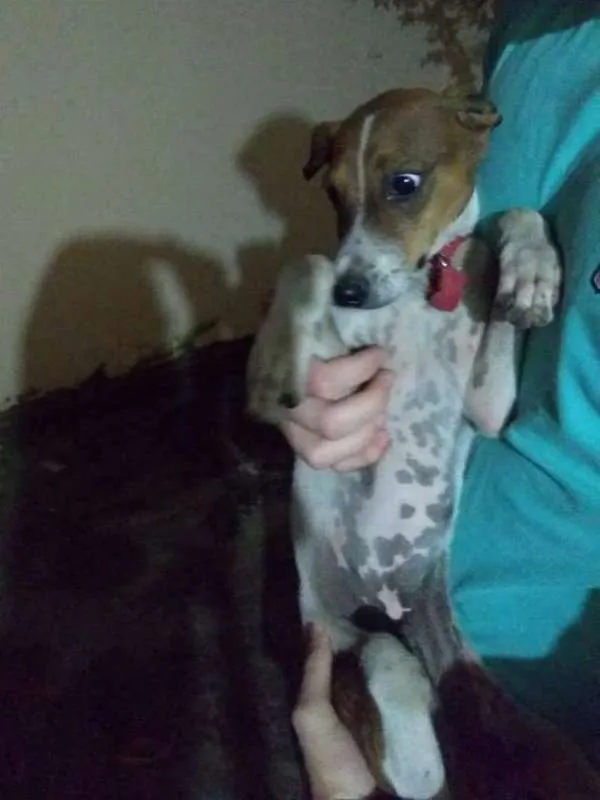 Cachorro raça Indefinido idade 2 a 6 meses nome Batata
