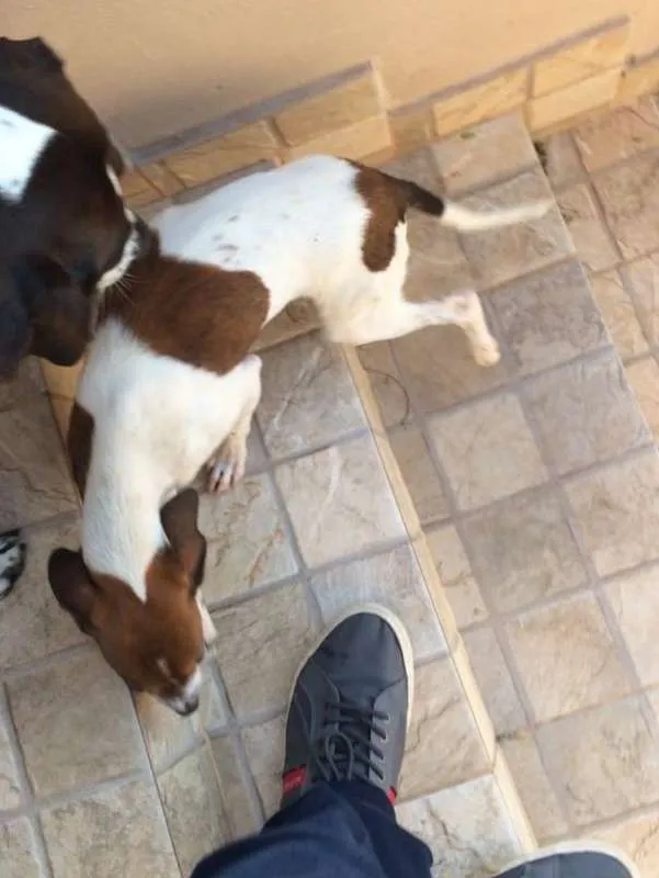 Cachorro raça Indefinido idade 2 a 6 meses nome Batata