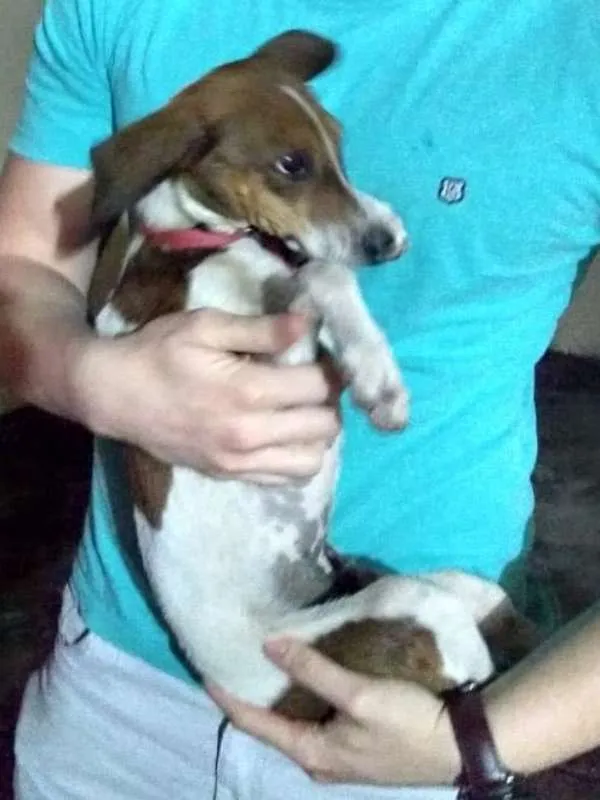 Cachorro raça Indefinido idade 2 a 6 meses nome Batata