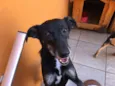 Chispita