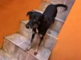 Chispita
