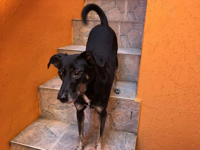 Cachorro ra a SRD idade 6 ou mais anos nome Chispita