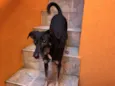 Chispita