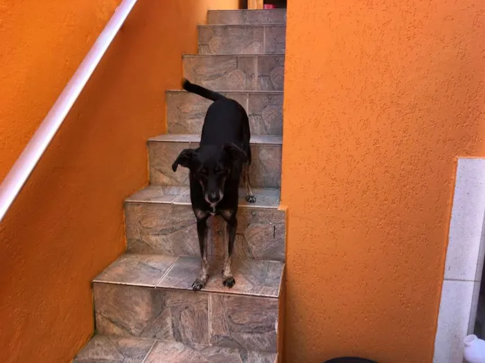 Cachorro ra a SRD idade 6 ou mais anos nome Chispita