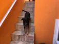 Chispita