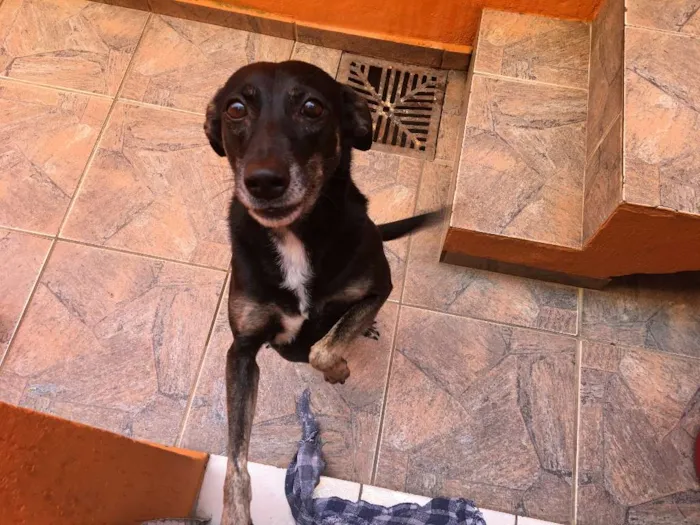 Cachorro ra a SRD idade 6 ou mais anos nome Chispita